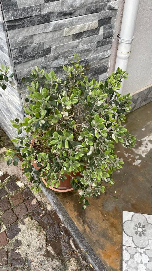 הוילה Villagrazia Di Carini Casa Vacanze Antico Cortile Delle Palme מראה חיצוני תמונה